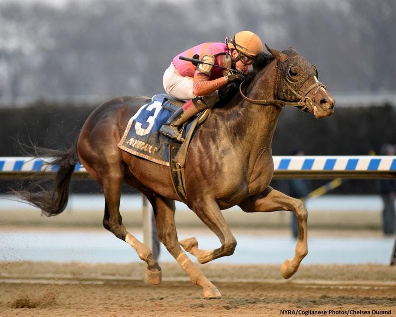 Max Player is the perfect Kentucky Derby longshot TwinSpires