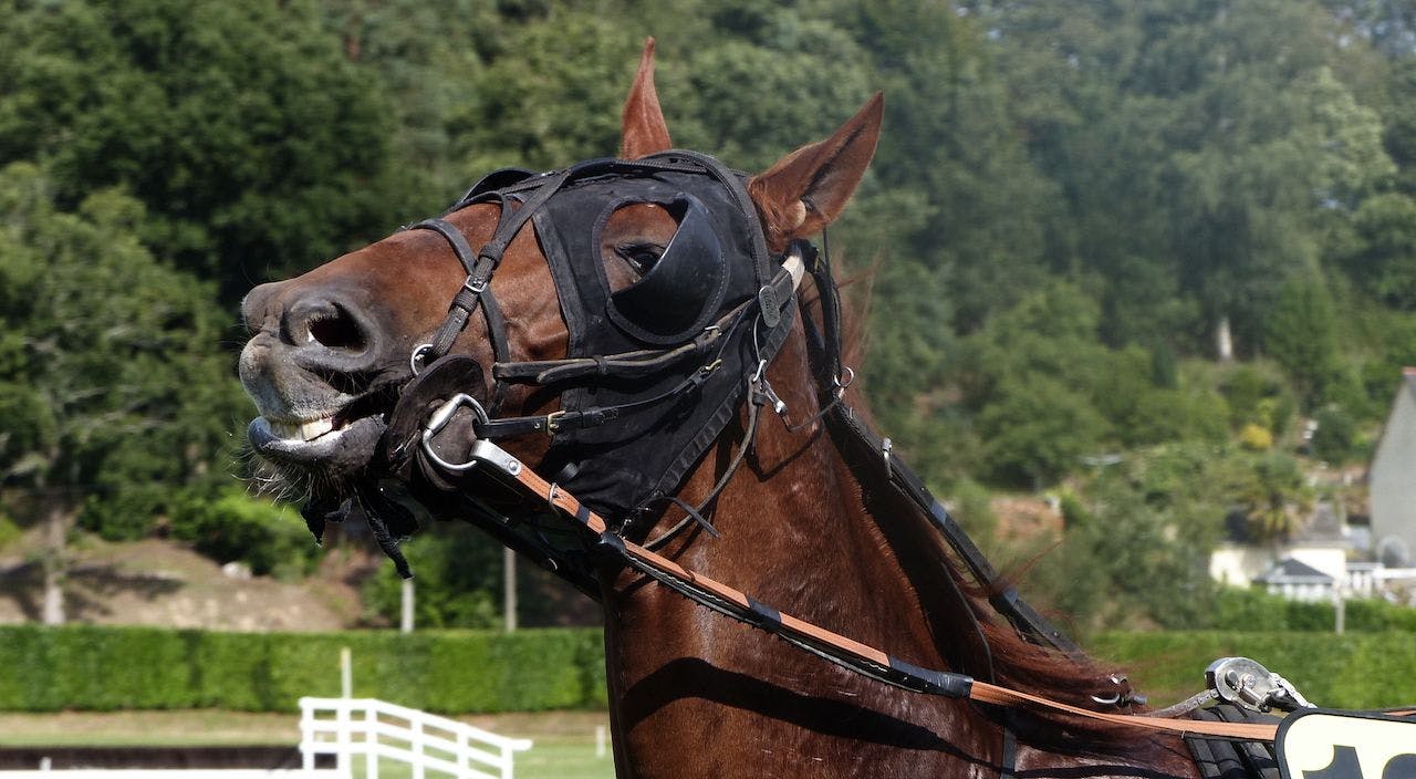 A horse wearing a D-Ring bit