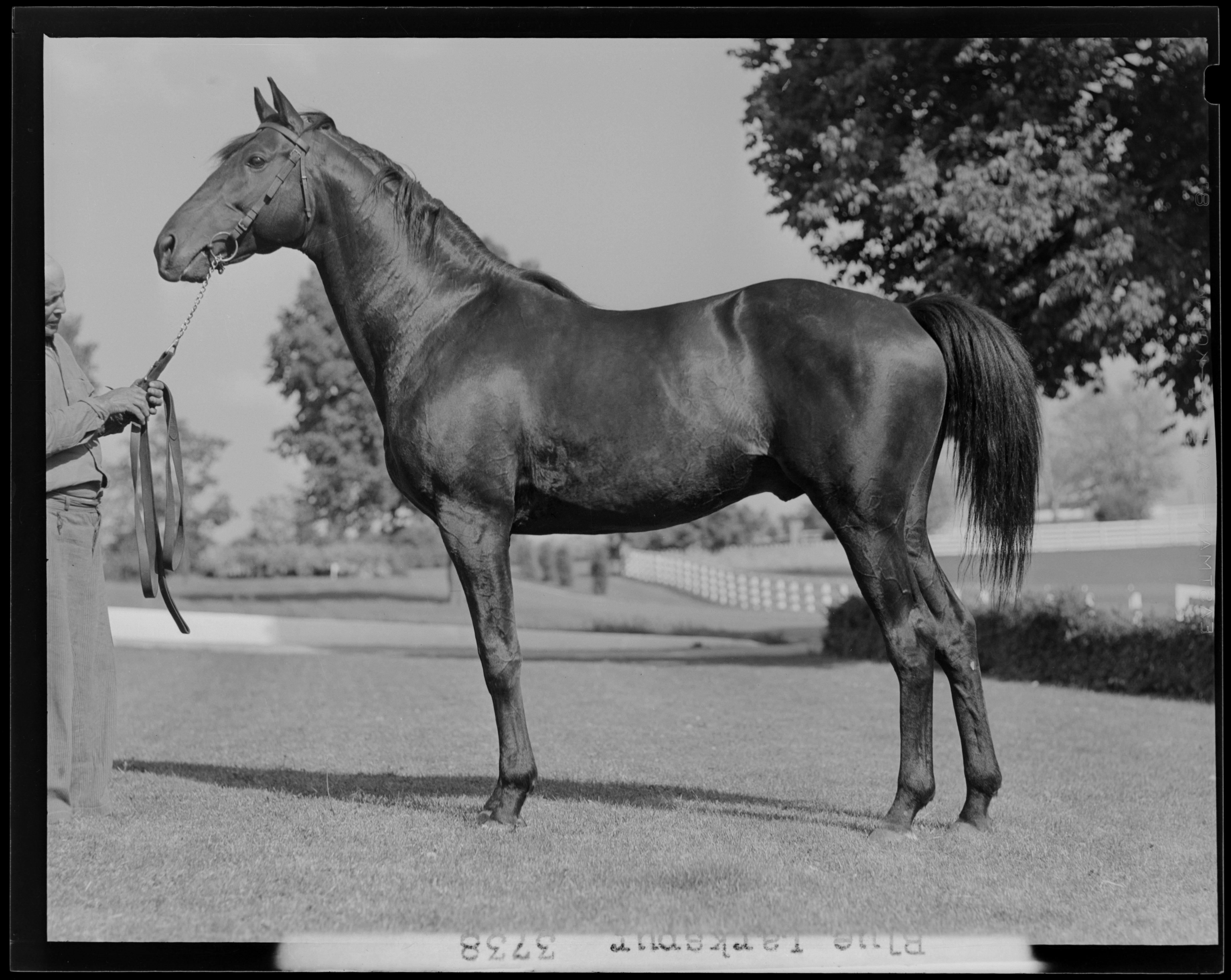 Blue Larkspur circa 1930 to 1939 (Photo courtesy of the University of Kentucky Special Collections Research Center)