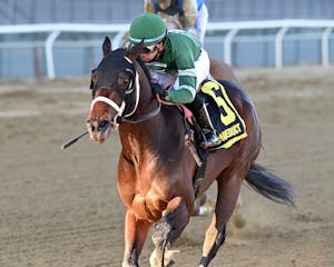 Captain Cook winning the Withers S. at Aqueduct (Photo by Coglianese Photos/Joe Labozzetta)