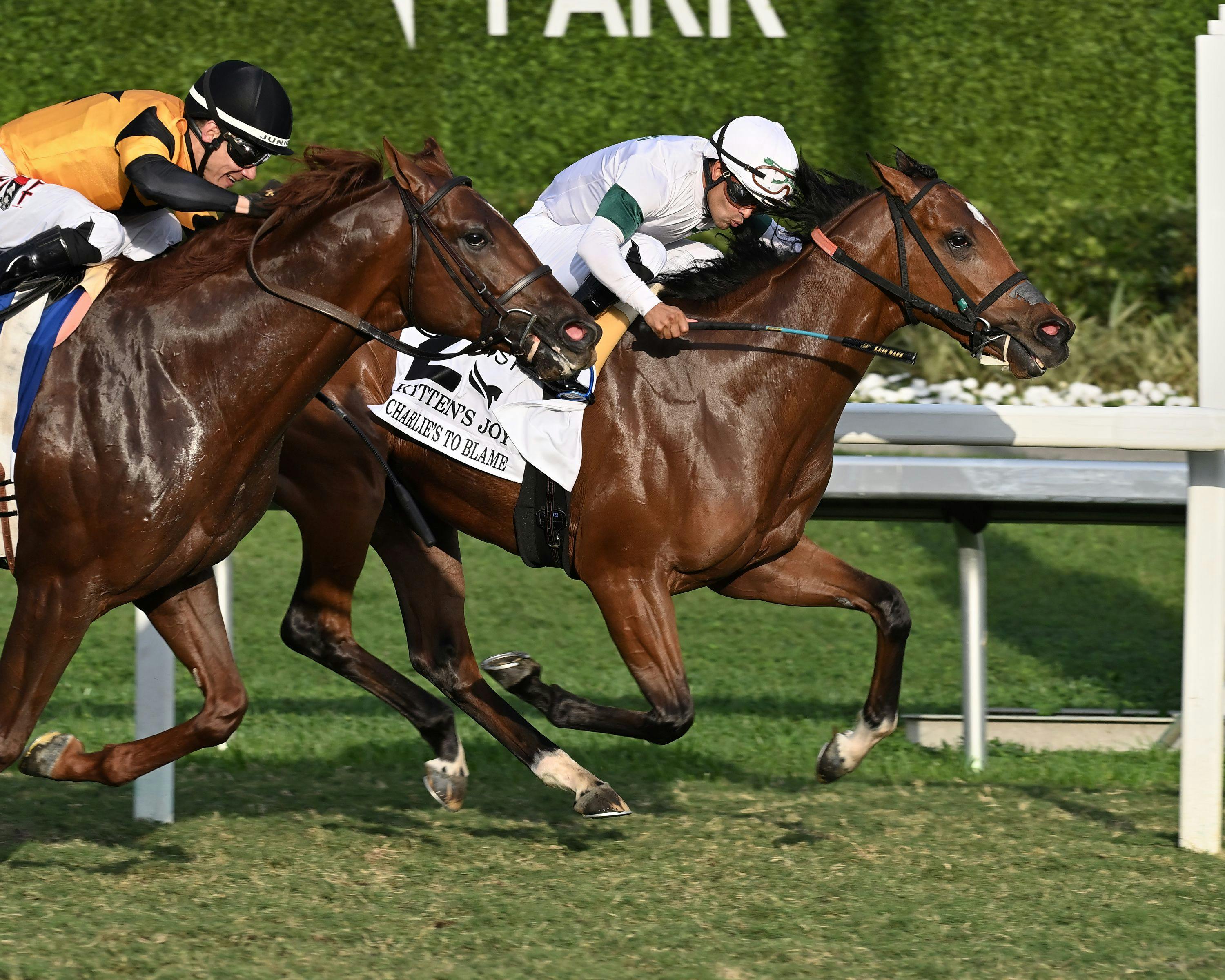 Charlie's to Blame wins the Kitten Joy at Gulfstream Park. 