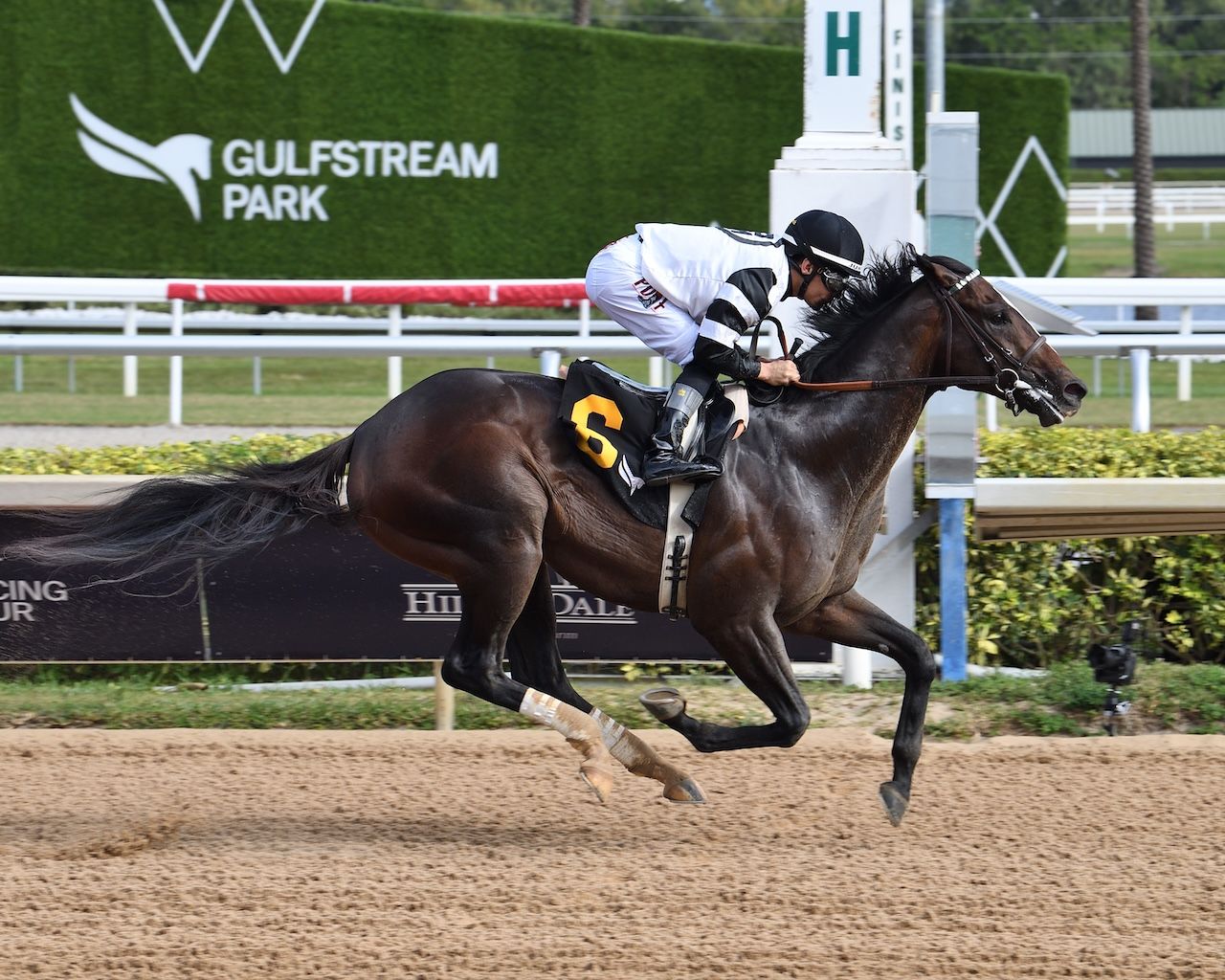 Chief Wallabee wins at Gulfstream Park. 
