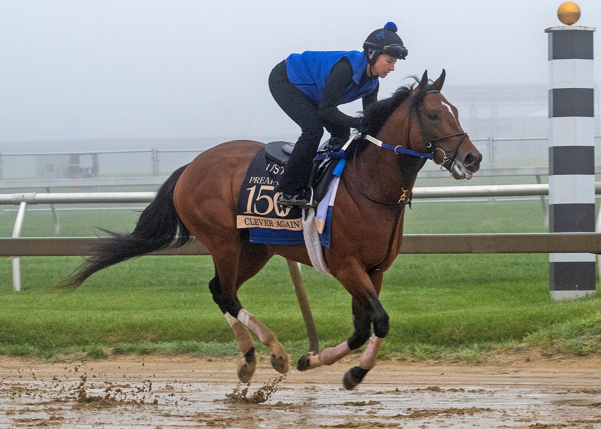Clever Again trains at Pimlico for the Preakness S. 2025 (Photo by MJC/Jerry Dzierwinski)