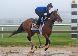Clever Again trains at Pimlico for the Preakness S. 2025 (Photo by MJC/Jerry Dzierwinski)