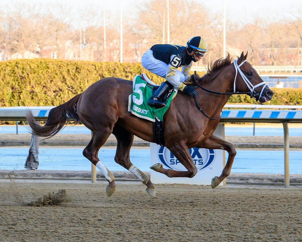 Colloquial breaking his maiden at Aqueduct (Photo by Coglianese Photos)