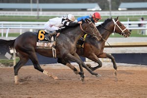 Commandment wins the Fountain of Youth at Gulfstream Park.