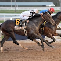 Commandment wins the Fountain of Youth at Gulfstream Park.