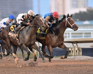 Commandment wins the Fountain of Youth at Gulfstream Park.