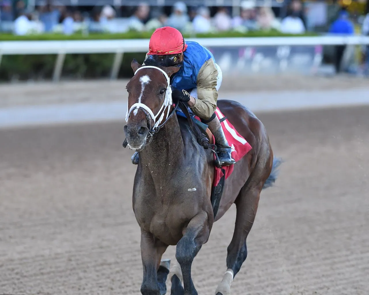 Commandment wins the Mucho Macho Man.