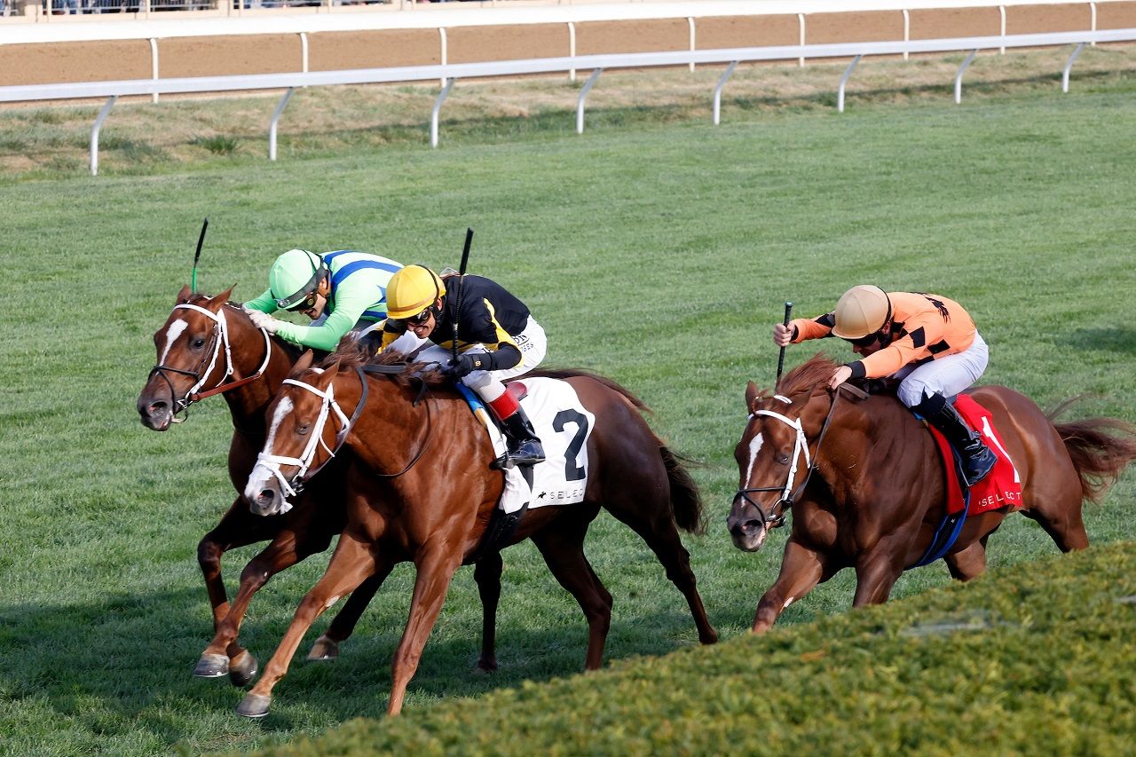 Shards (far right) finishing a close third in the Indian Summer S. at Keeneland (Photo by Keeneland Photos)