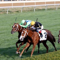 Shards (far right) finishing a close third in the Indian Summer S. at Keeneland (Photo by Keeneland Photos)