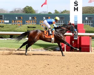 Cornucopian winning his debut at Oaklawn Park (Photo by Coady Media)