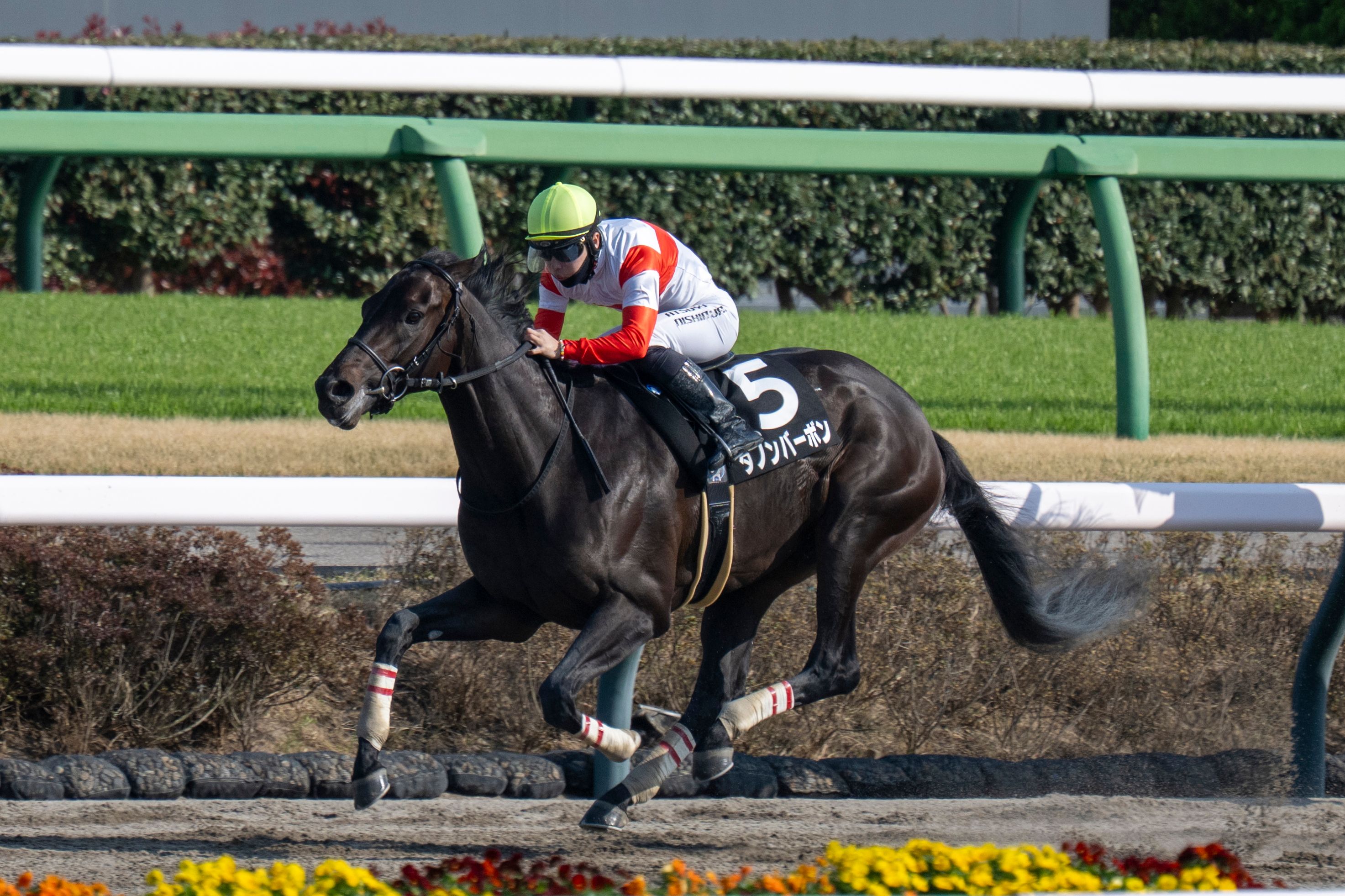 Danon Bourbon winning the Fukuryu at Nakayama.