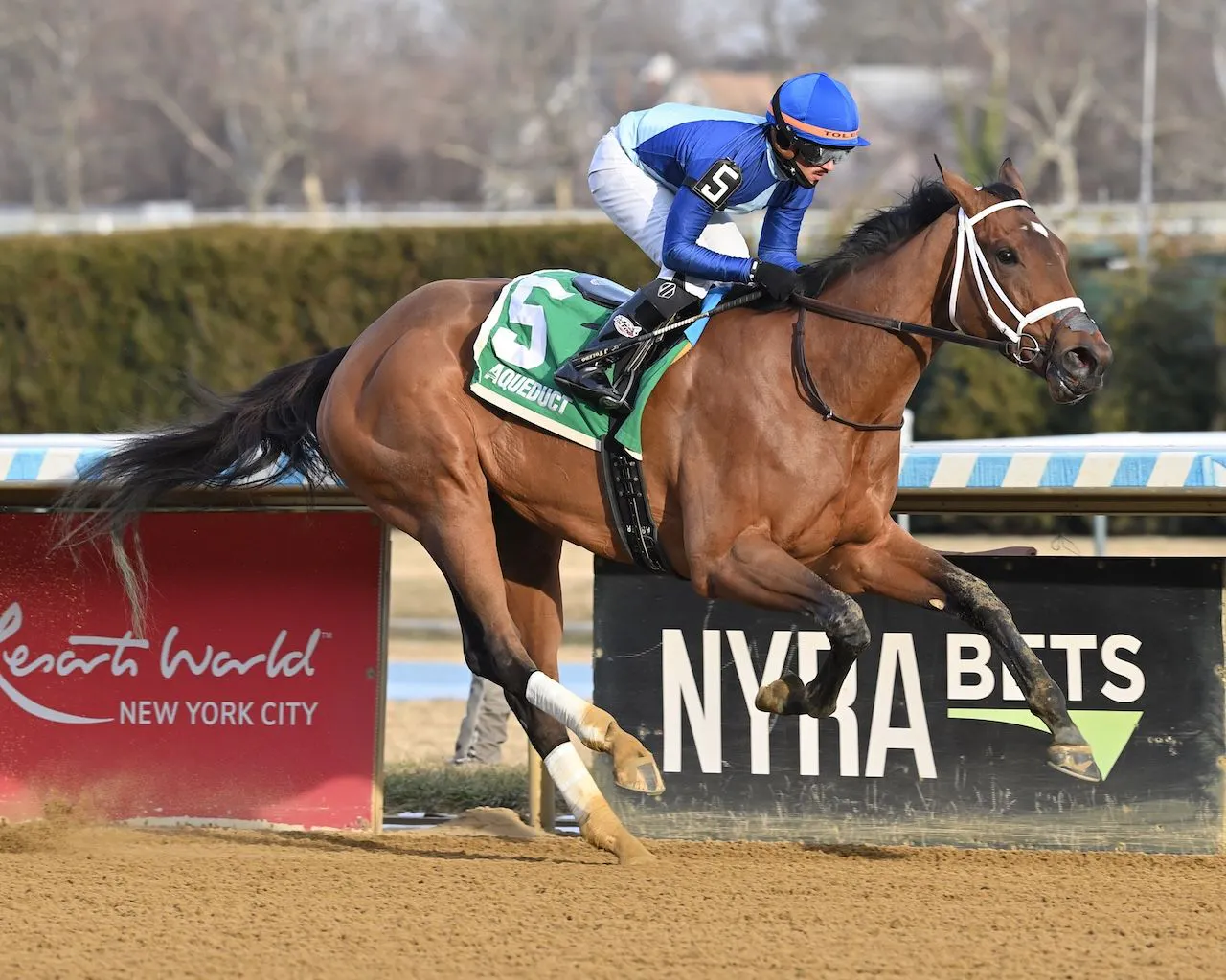 Dazzling Dame wins the Busanda Stakes at Aqueduct. 