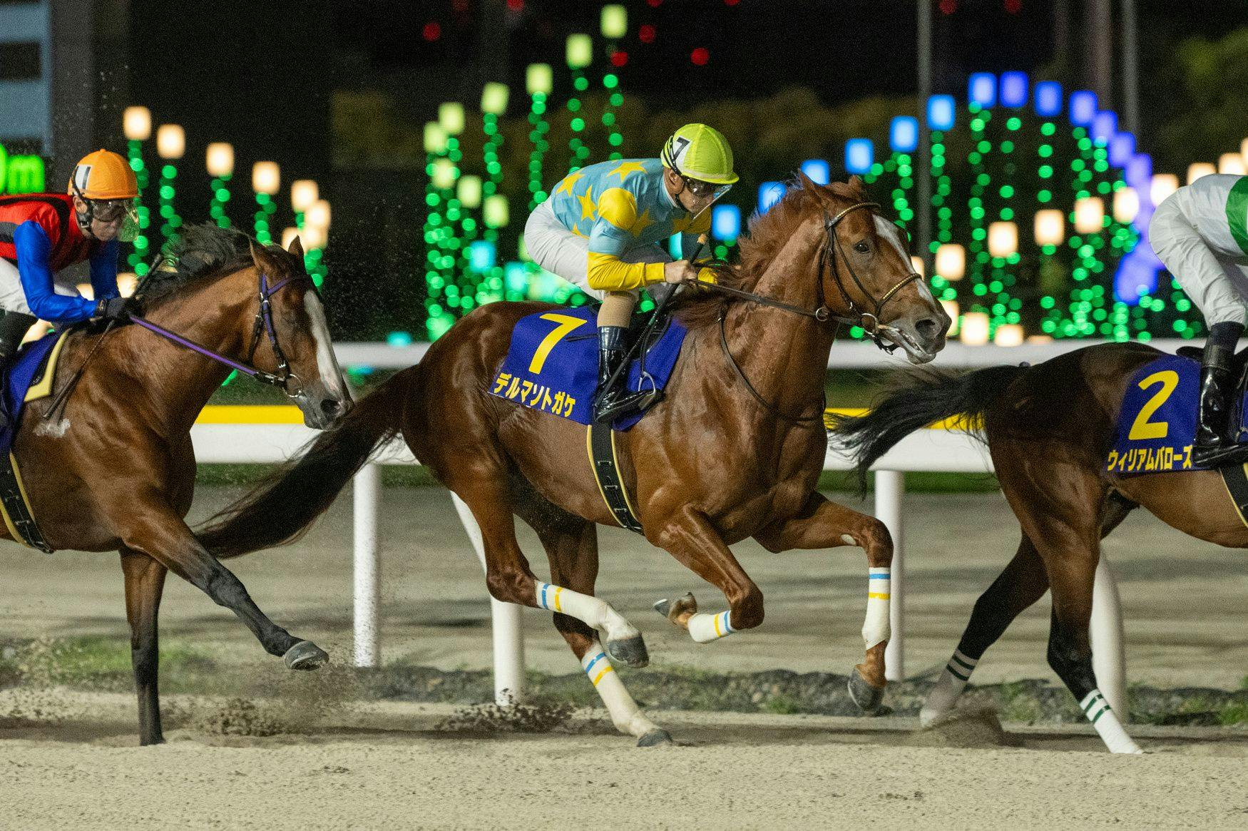 Derma Sotogake (Photo by Horsephotos.com)