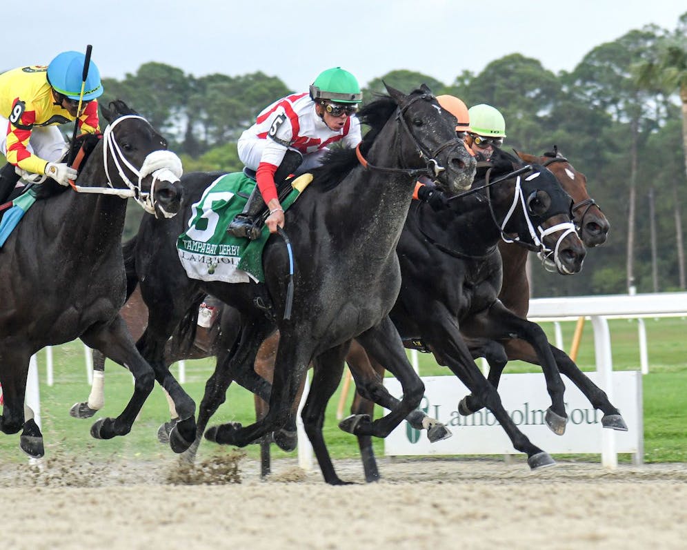Kentucky Derby pedigree profile Domestic Product TwinSpires