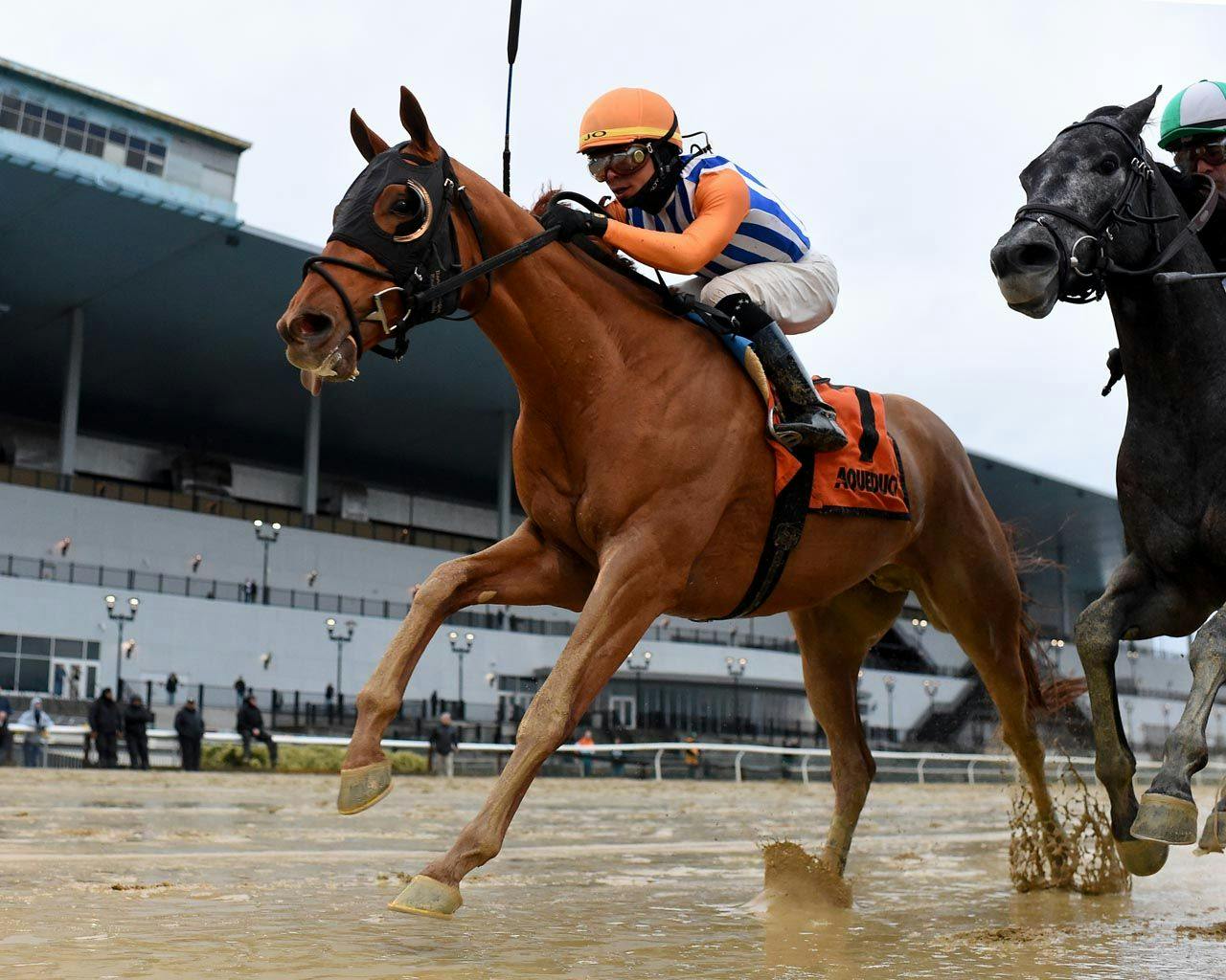 Meet the Contenders 2023 Florida Derby TwinSpires