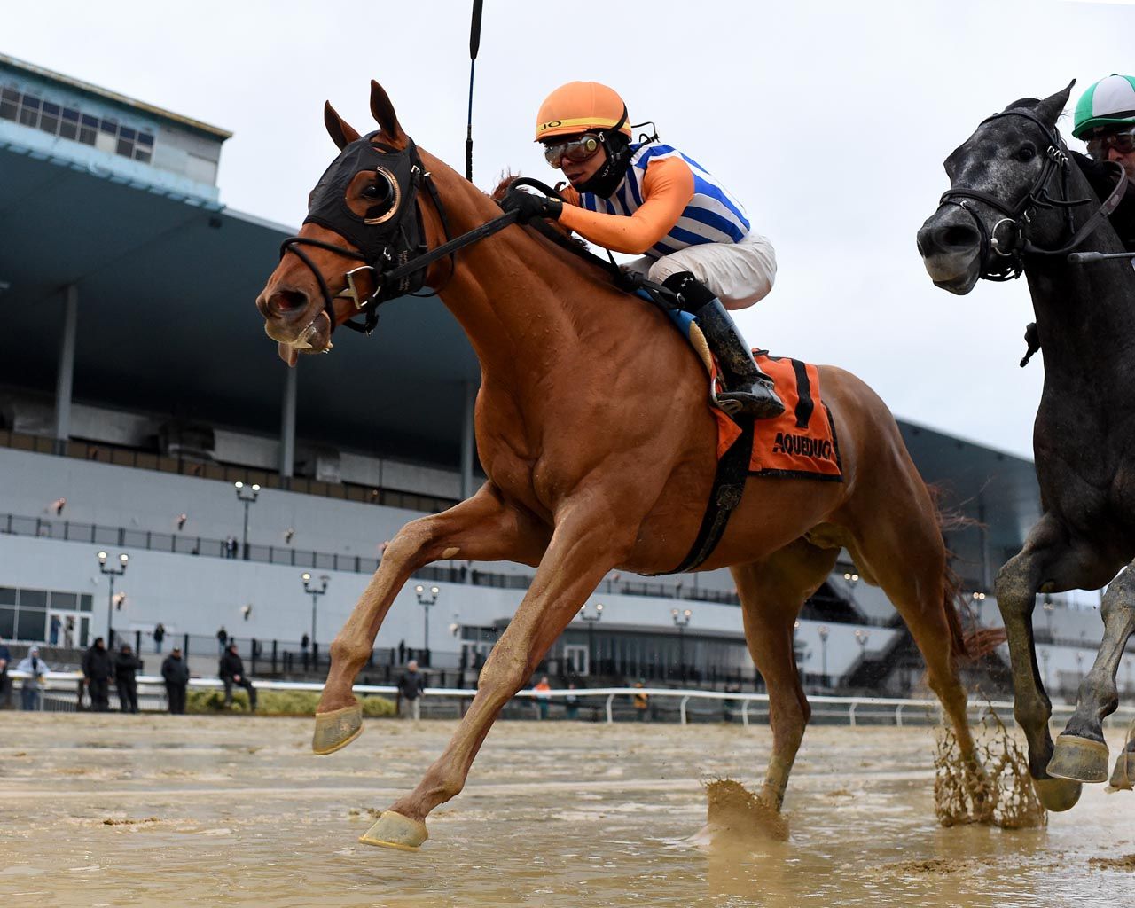 Kentucky Derby Pedigree Profile: Dubyuhnell | TwinSpires