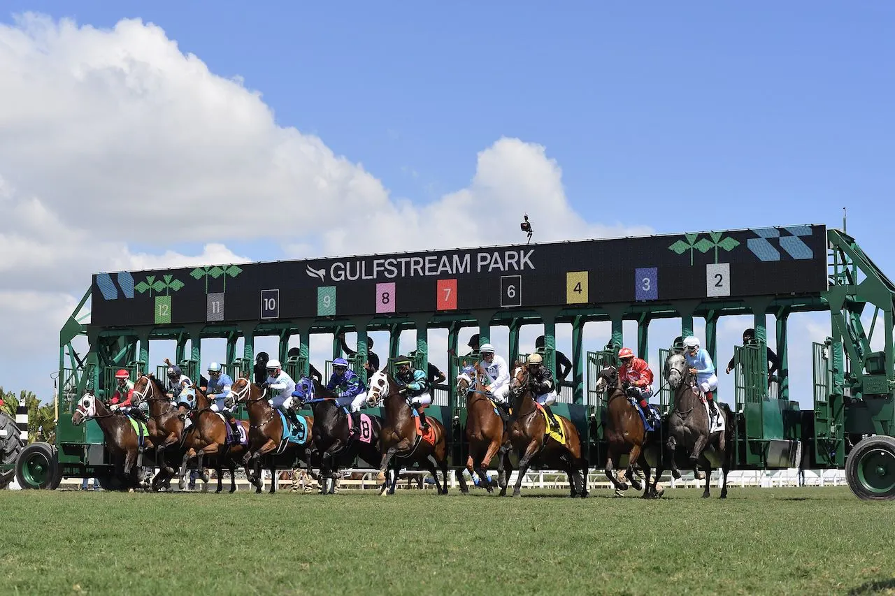Starting gate on Florida Derby Day at Gulfstream Park.