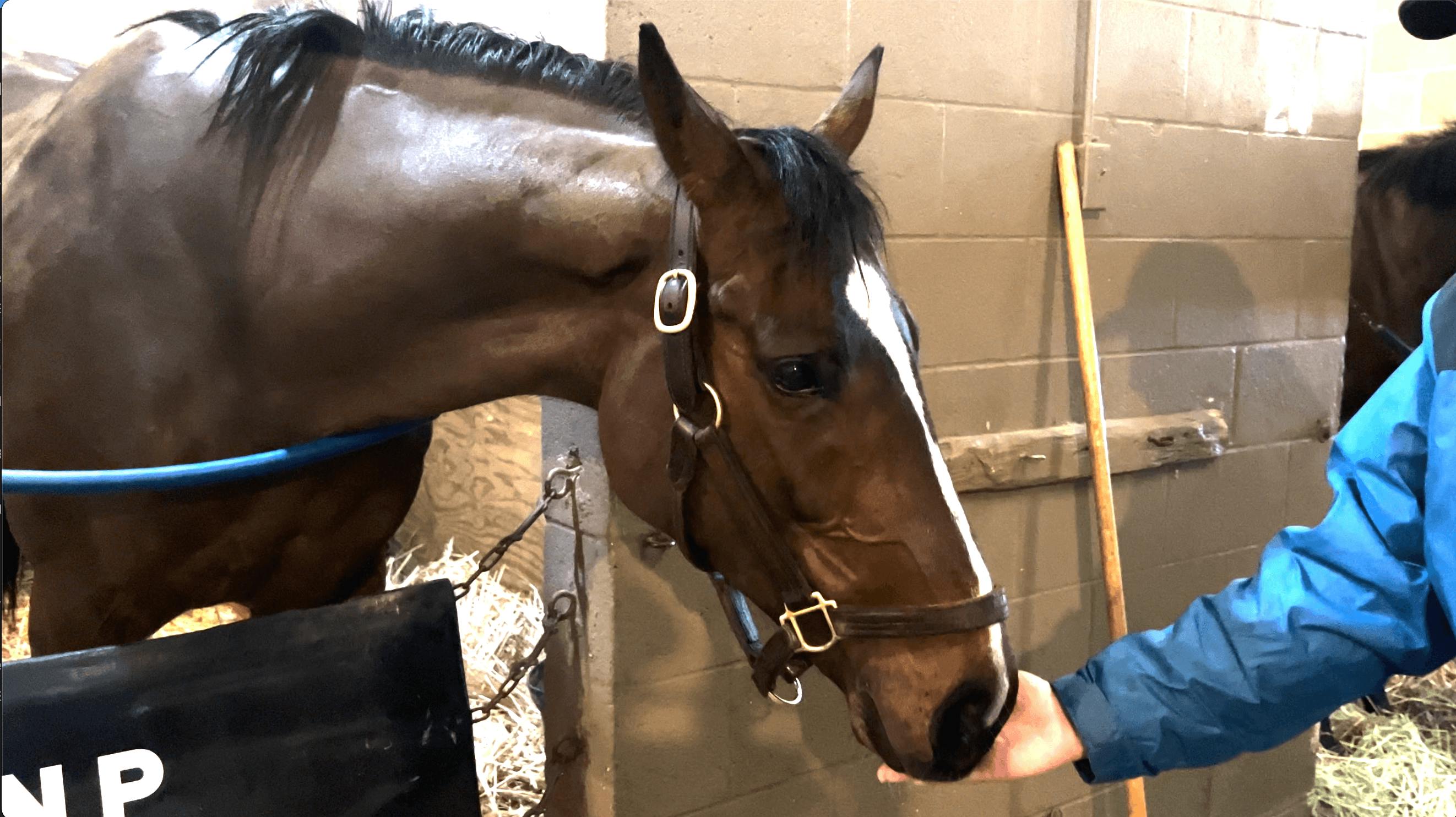 Flatter Me Silly at Fair Grounds. (Blaise Bollman/TwinSpires.com)