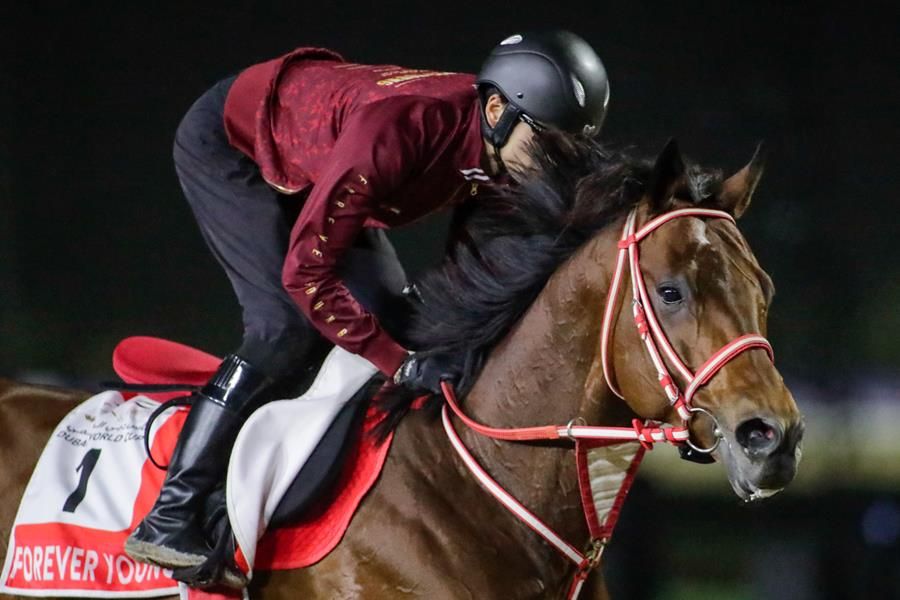 Forever Young training for the 2026 Dubai World Cup (G1)