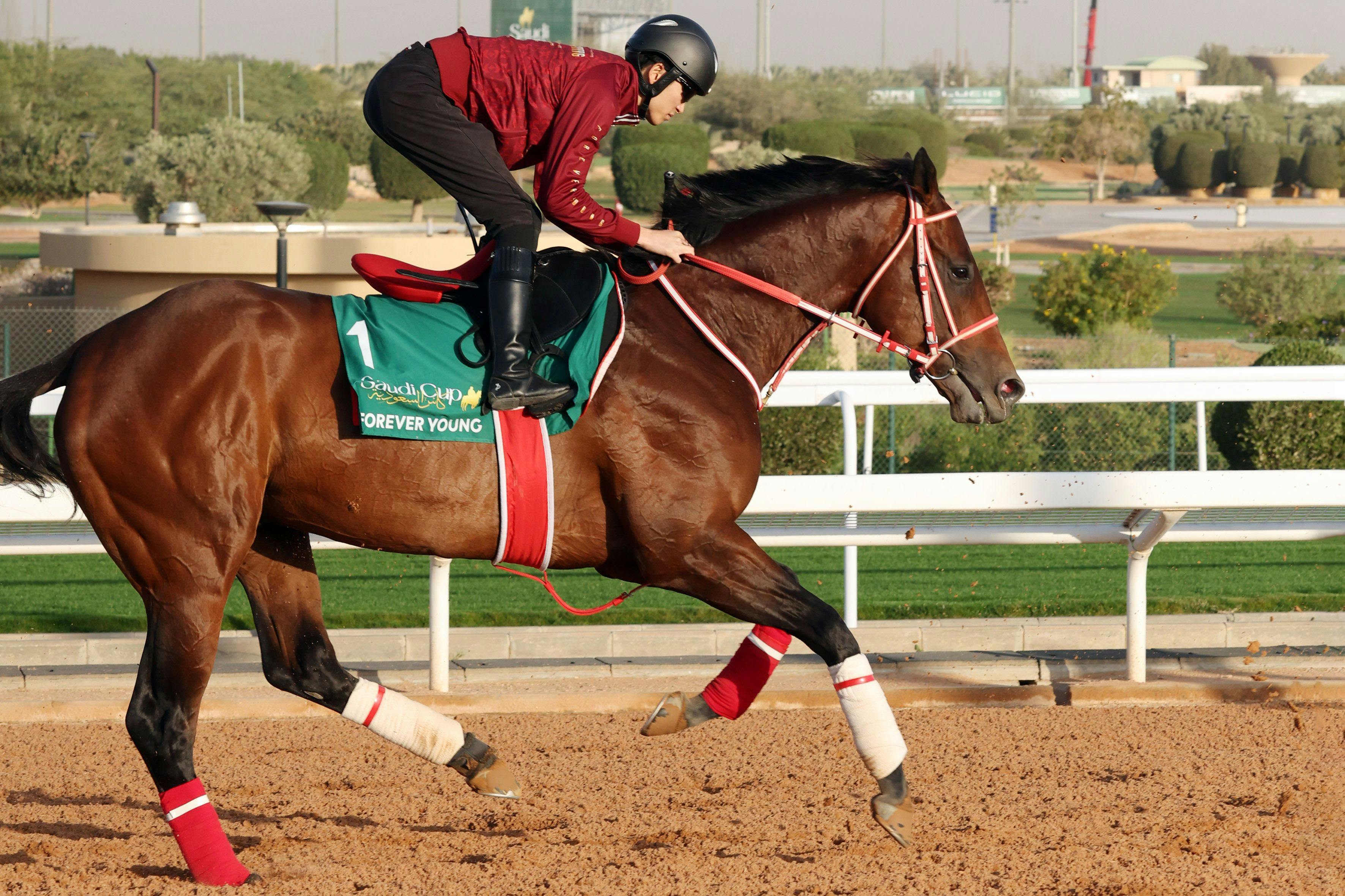 Forever Young trains for his title defense in the 2026 Saudi Cup (G1)