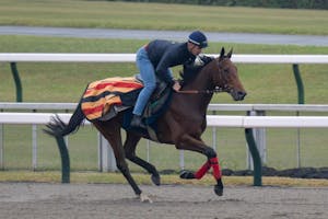 Goliath stretches his legs ahead of the Japan Cup (Photo by Horsephotos.com)