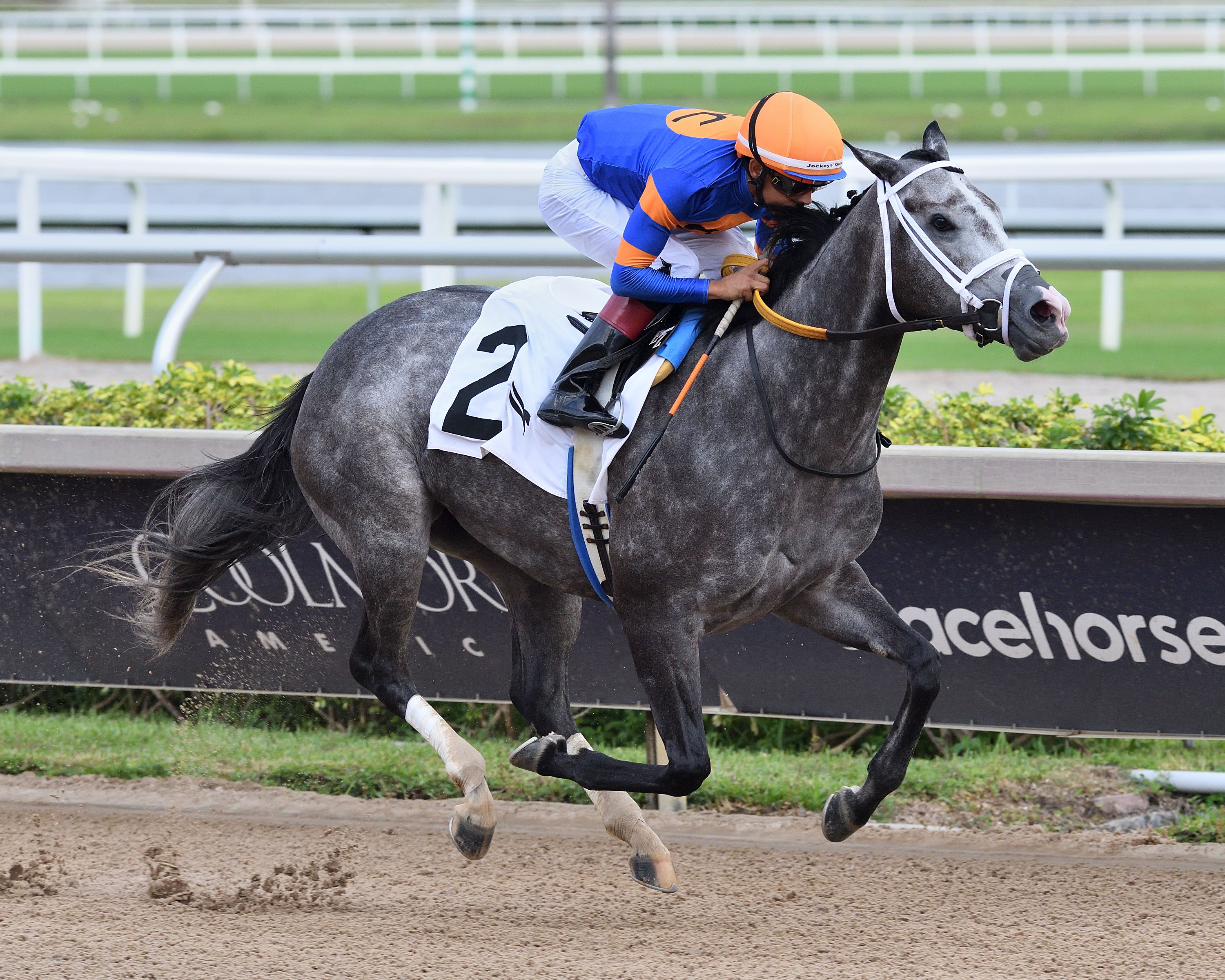Haulin Ice wins the Princess Rooney at Gulfstream Park. 
