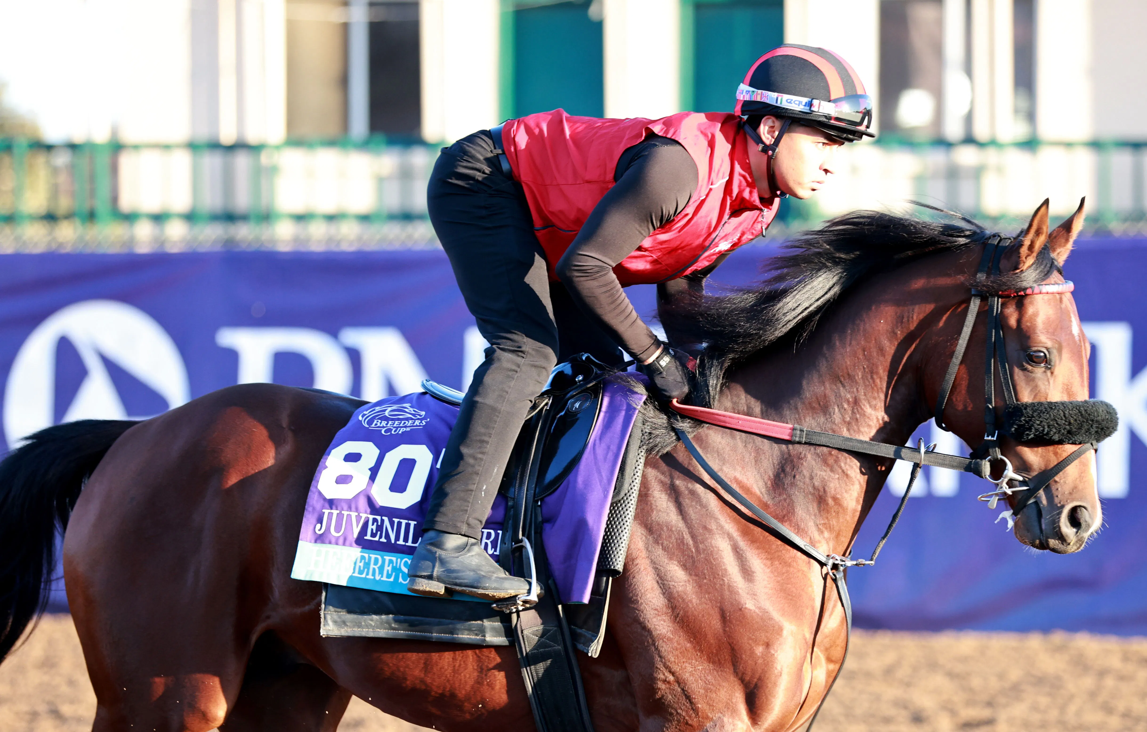 Heeere's Johnny training for the 2025 Breeders' Cup