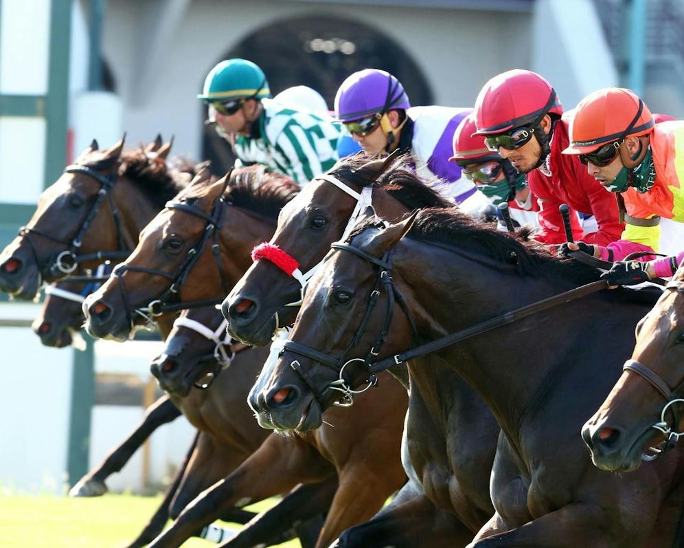 The Science of Horse Racing: The Psychology of a Racehorse | TwinSpires