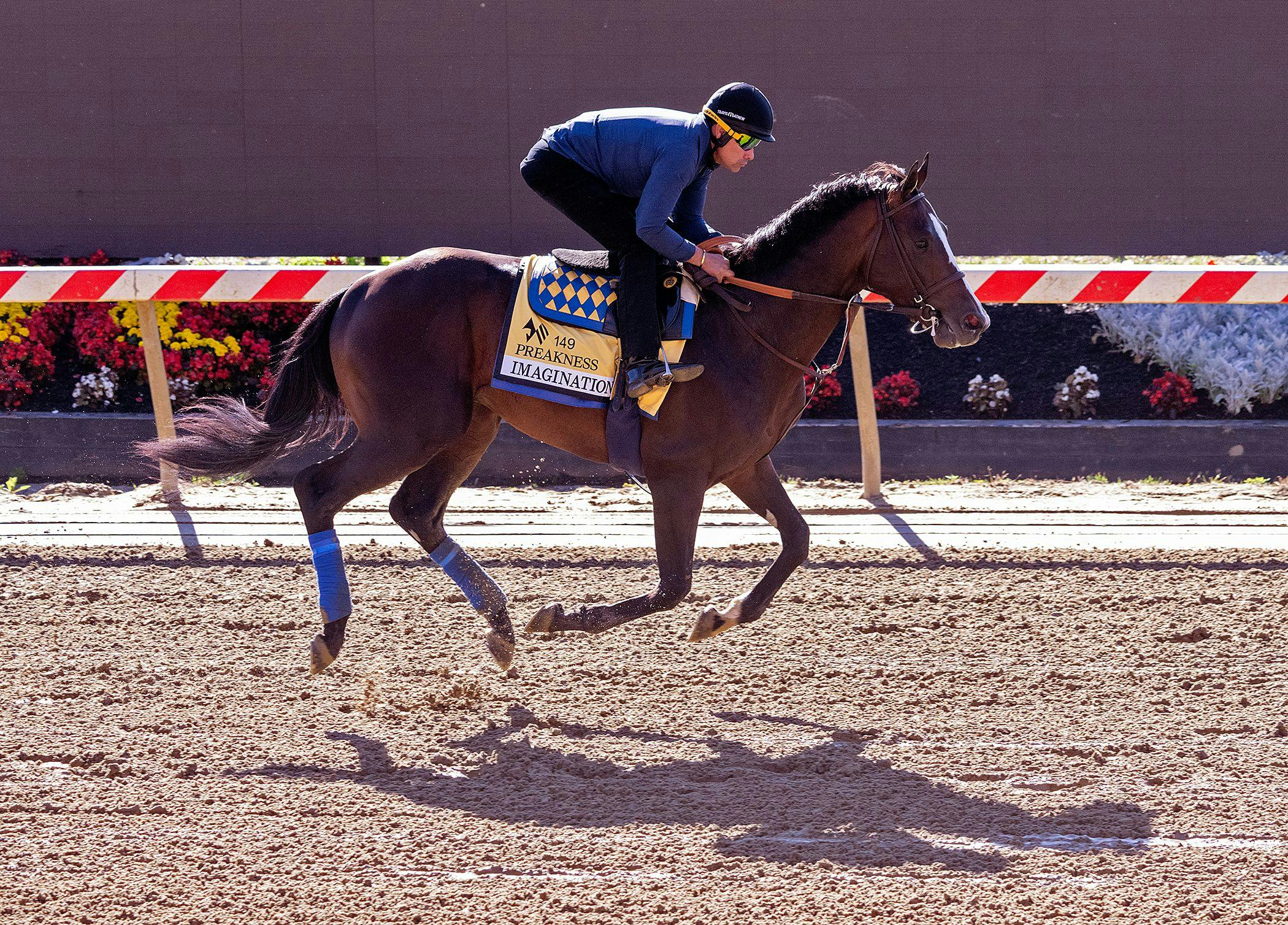 Imagination training for the Preakness S. (Photo by Jim McCue/Maryland Jockey Club)