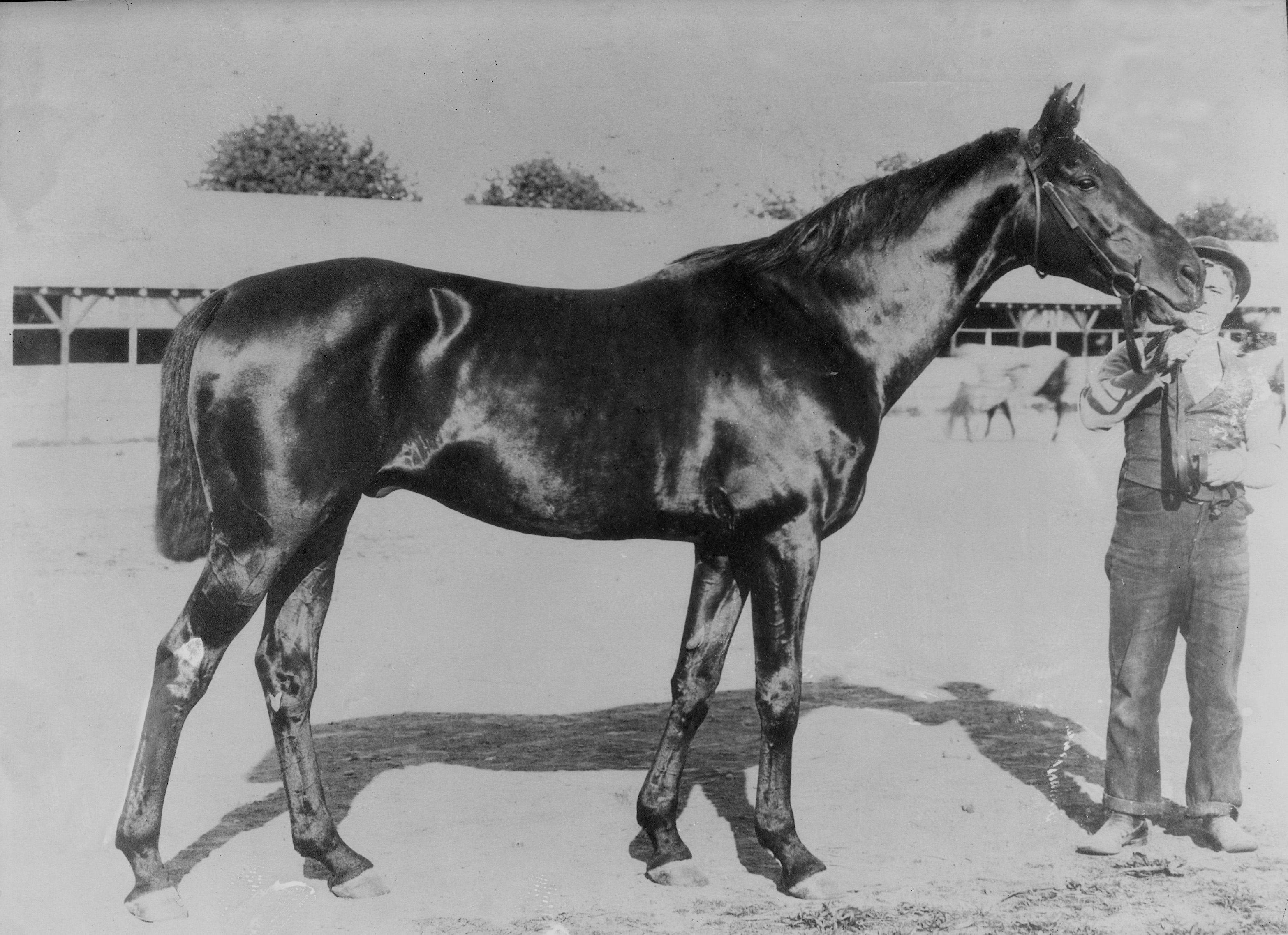 tall-tales-of-the-track-kingston-goes-the-distance-twinspires