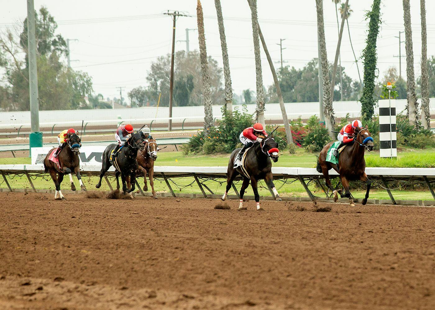 Kings River Knight wins the E.B. Johnson S. at Los Alamitos.