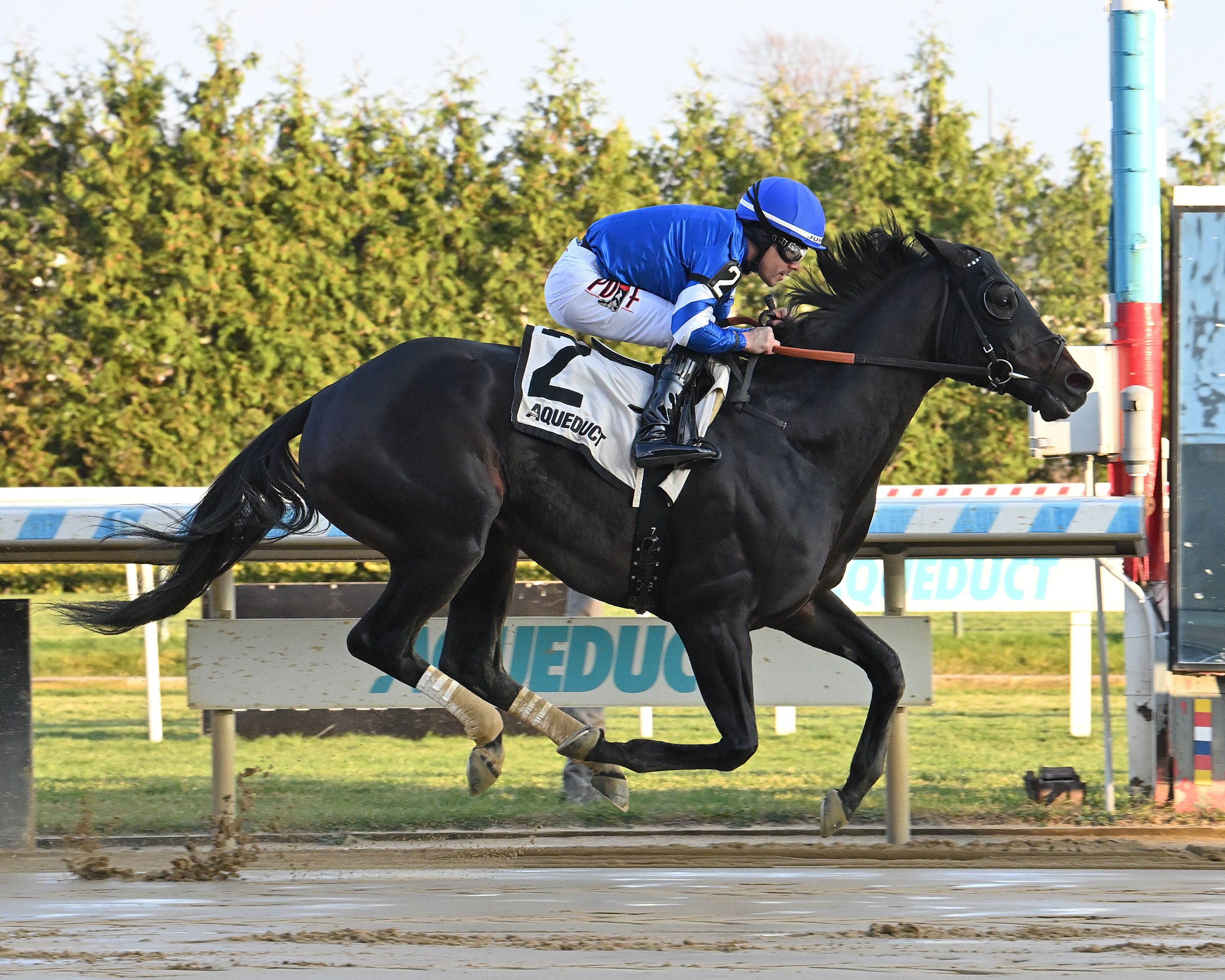 Knightsbridge rolled in an allowance at Aqueduct in first-time blinkers