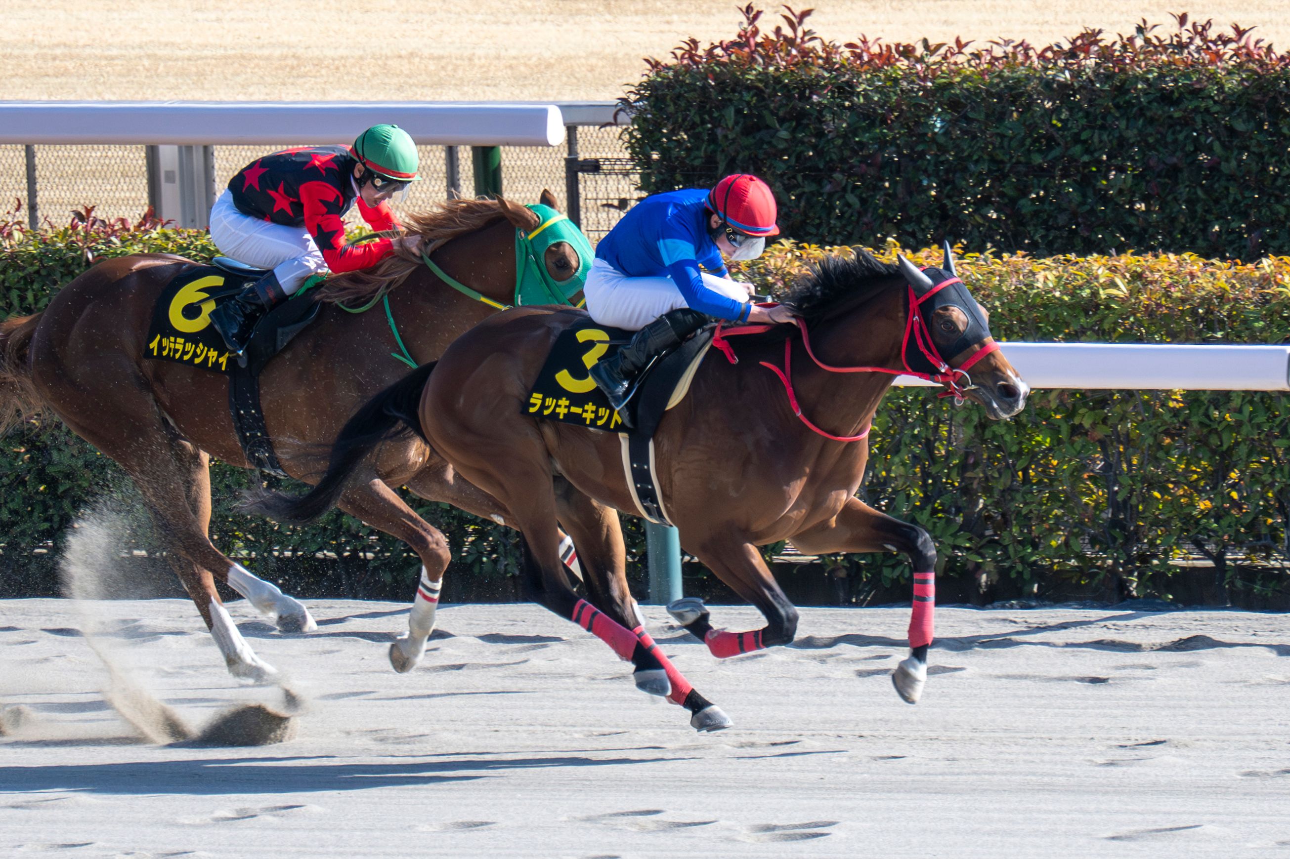 Lucky Kid winning the Hyacinth S. at Tokyo Racecourse