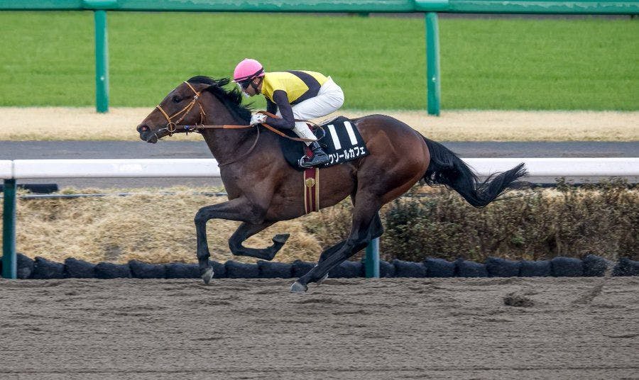 Luxor Cafe romps in the Fukuryu at Nakayama