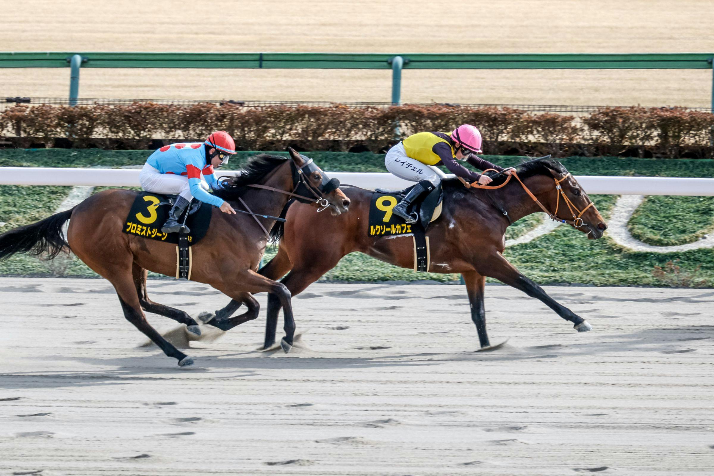 Luxor Cafe wins the Hyacinth on the Japan Road to the Kentucky Derby