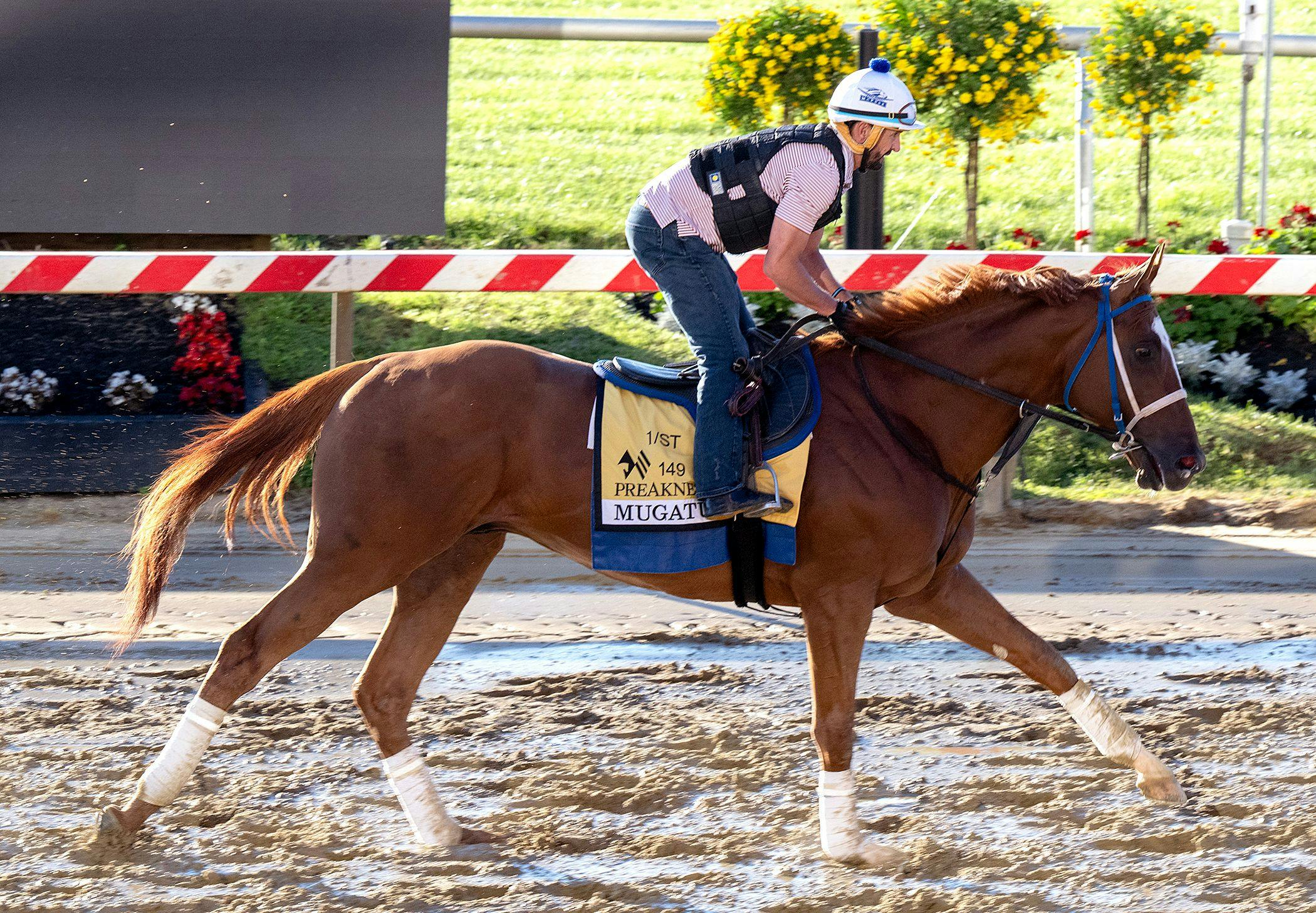 Mugatu trains for the Preakness S. (Photo by Jim McCue/Maryland Jockey Club)