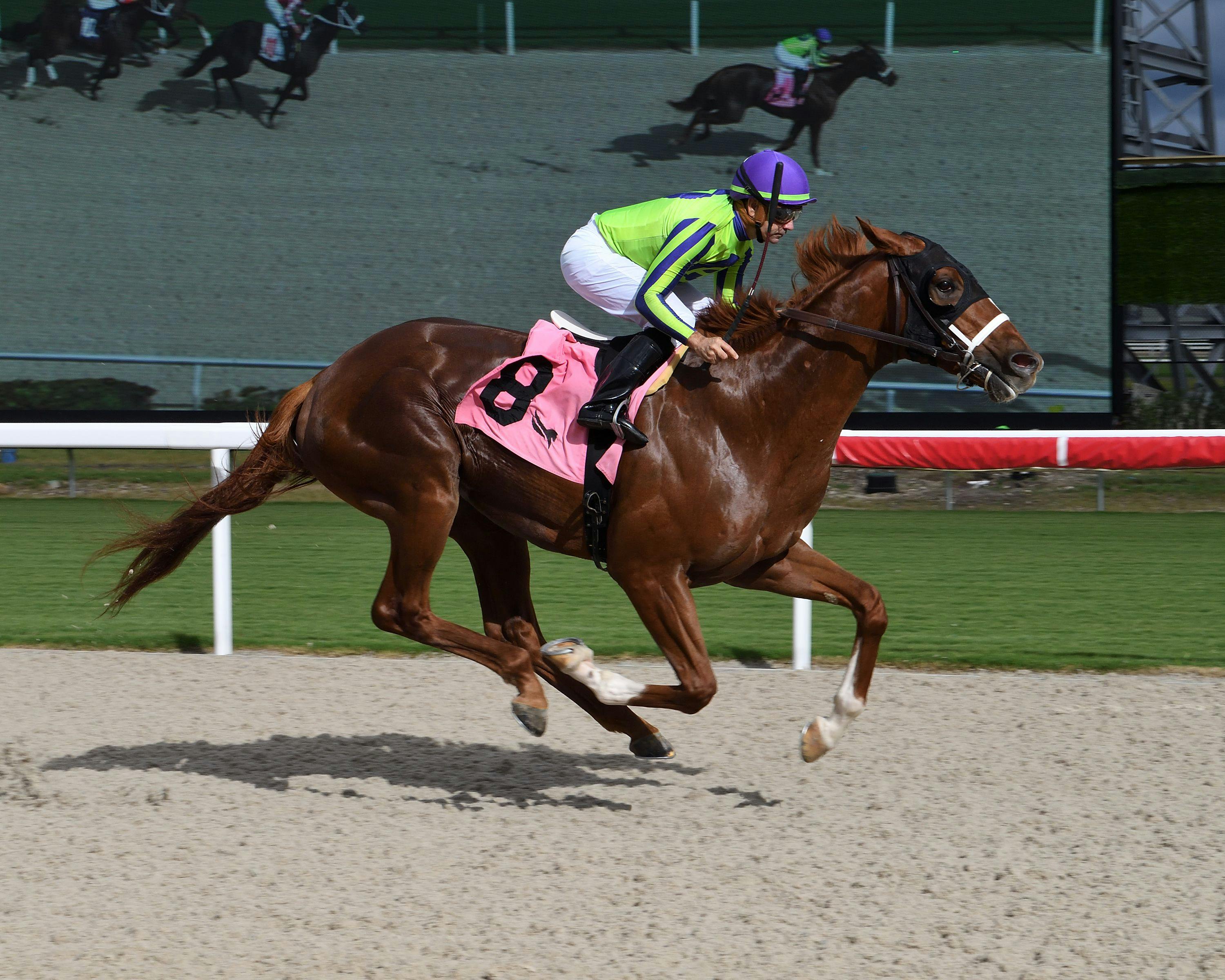 Mugatu breaking his maiden at Gulfstream Park (Photo by Coglianese Photos/Lauren King)