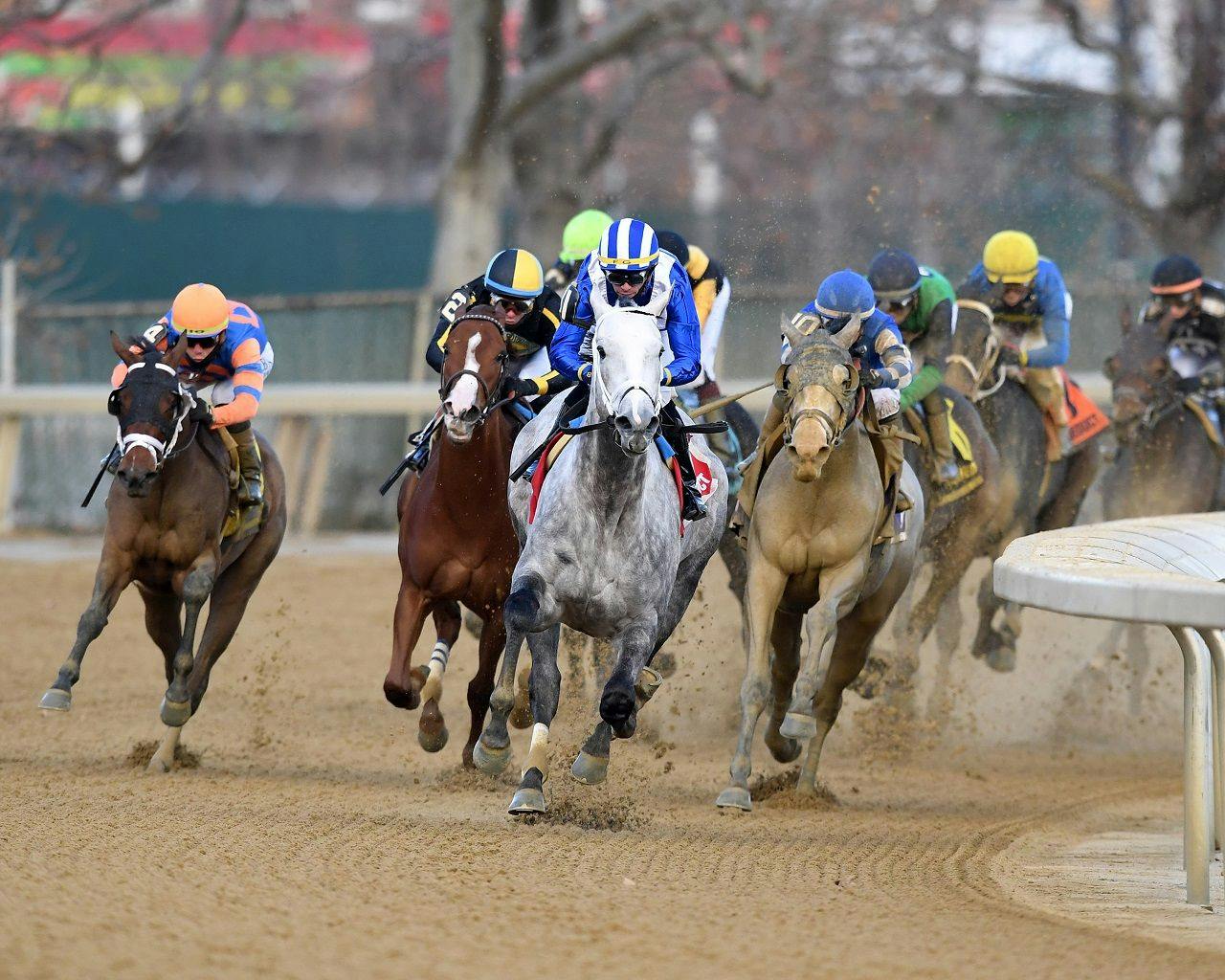 Muhimma (gray) leads Ballerina d'Oro (blinkers, inside) into the homestretch of the Demoiselle (G2) at Aqueduct
