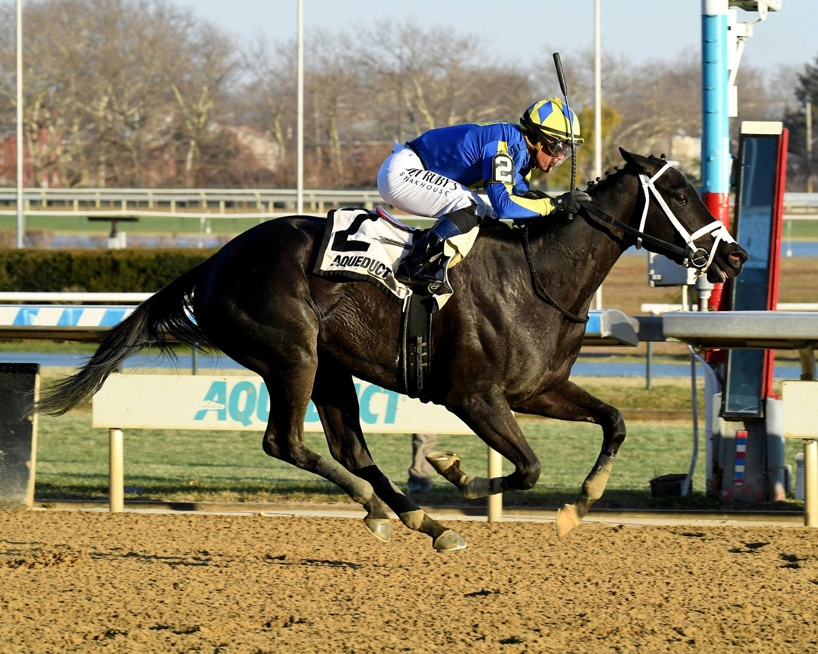 My Shea D Lady (Photo by Coglianese Photos)