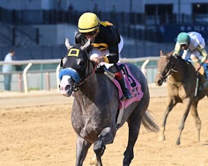 Napoleon Solo wins the Champagne Stakes at Aqueduct. 