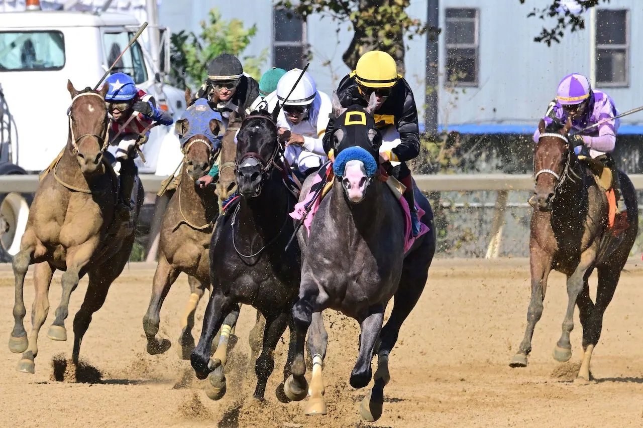 Napoleon Solo wins the Champagne Stakes at Aqueduct. 