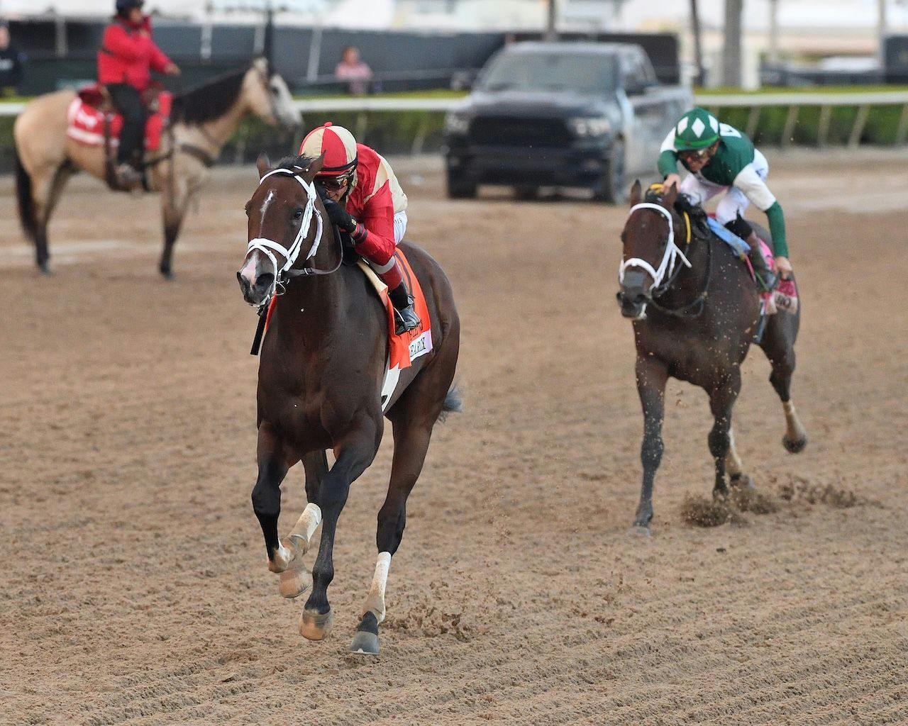 Nearly wins the Holy Bull at Gulfstream Park.