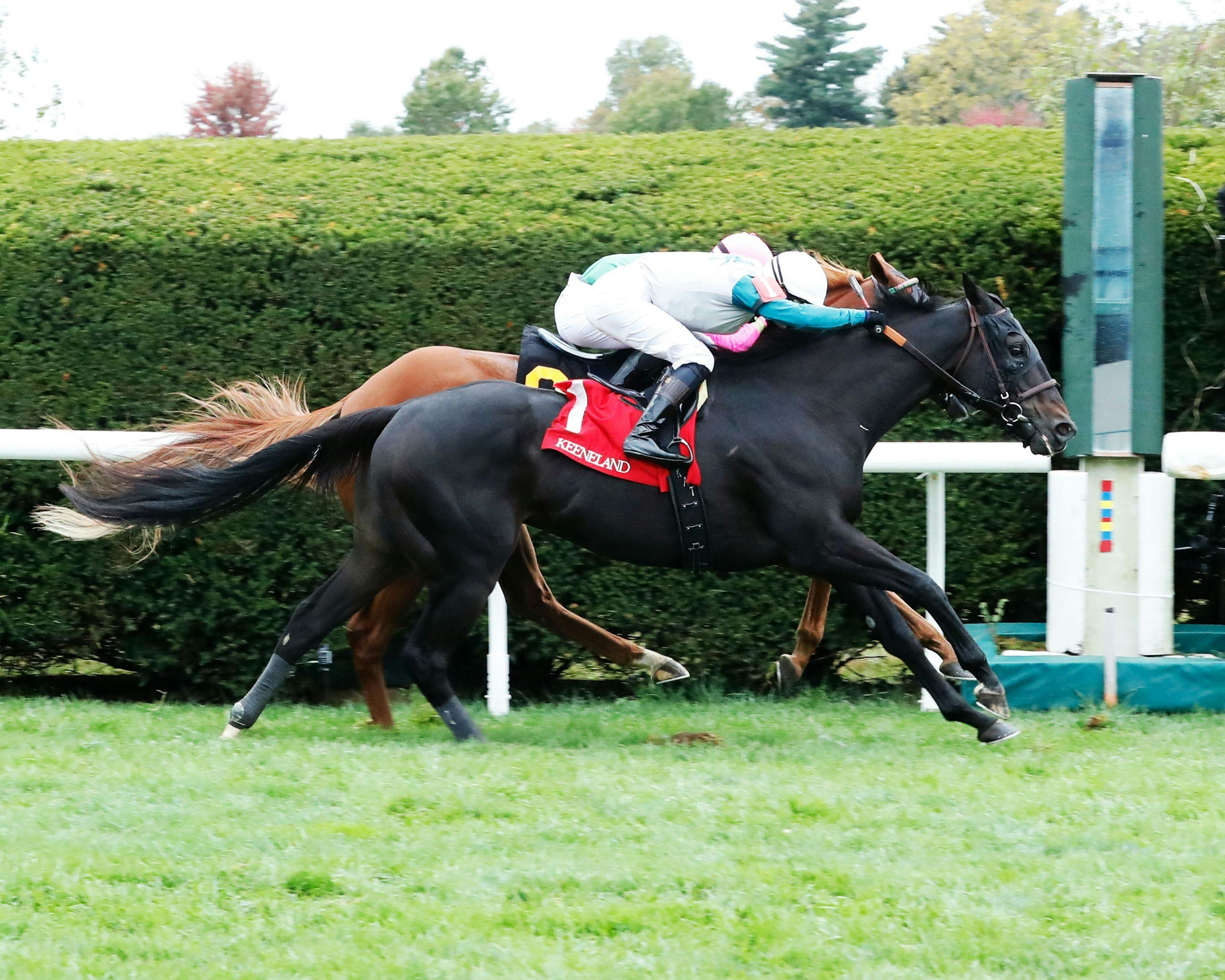 Nineeleventurbo (Photo by Coady Media/Keeneland)