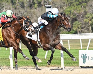 Nutella Fella darted up the fence to win the Pelican S.