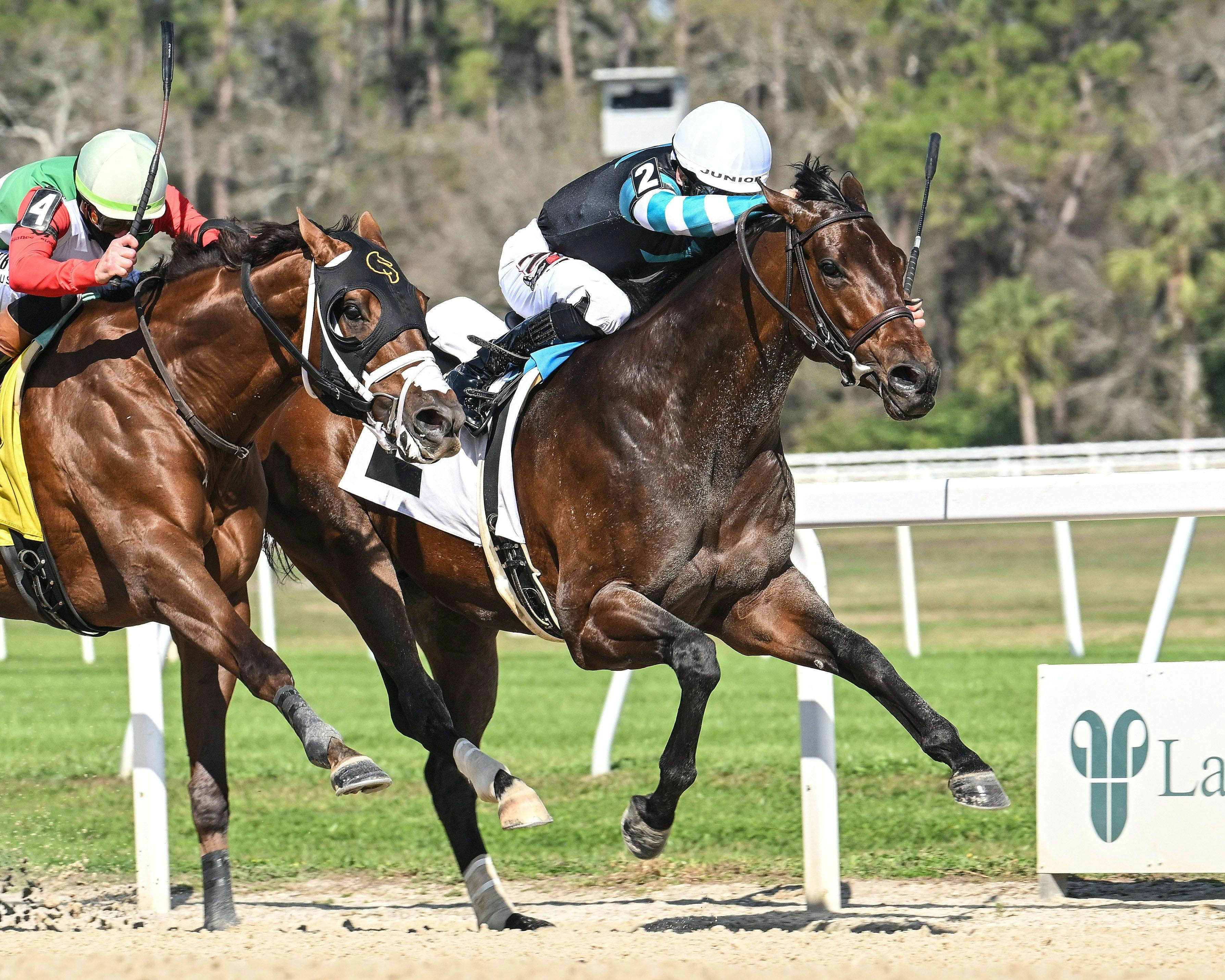 Nutella Fella darted up the fence to win the Pelican S.