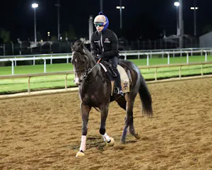 Ocelli training at Churchill Downs