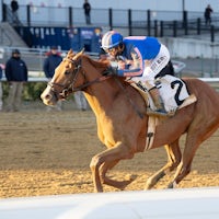 Paladin wins the Remsen Stakes at Aqueduct.