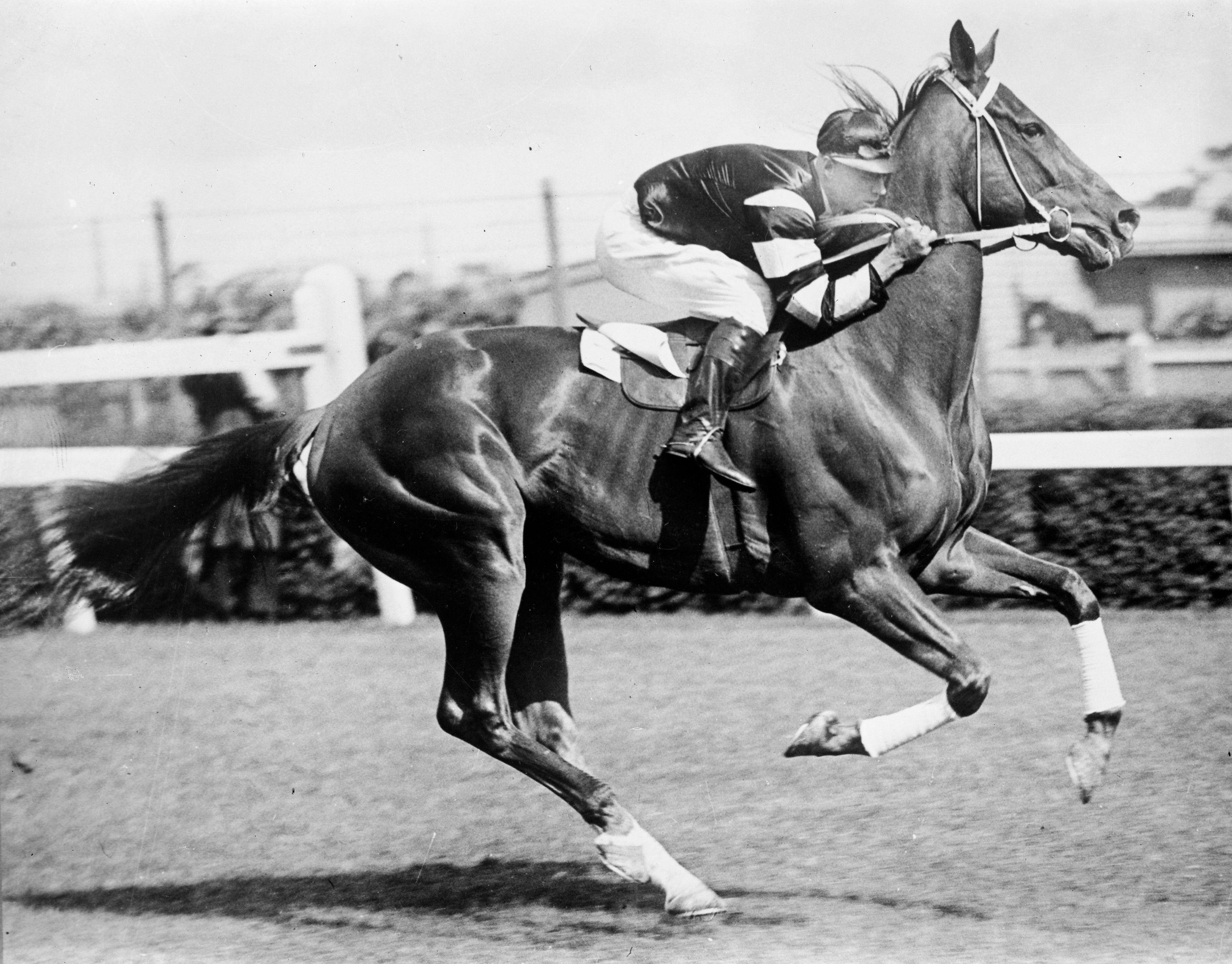 true-crime-in-horse-racing-phar-lap-twinspires